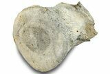 Fossil Whale Lumbar Vertebra - Yorktown Formation #250126-3